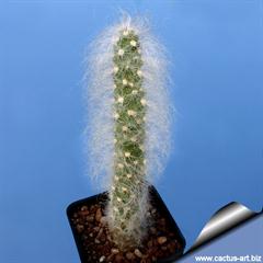 استروسیلیندرو پونتیا وستیتا